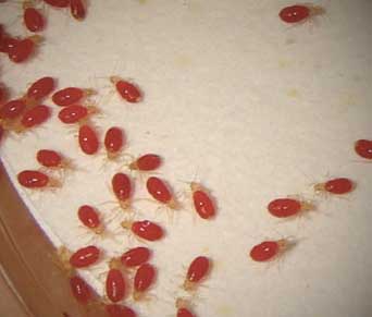 Picture Of Baby Bed Bugs