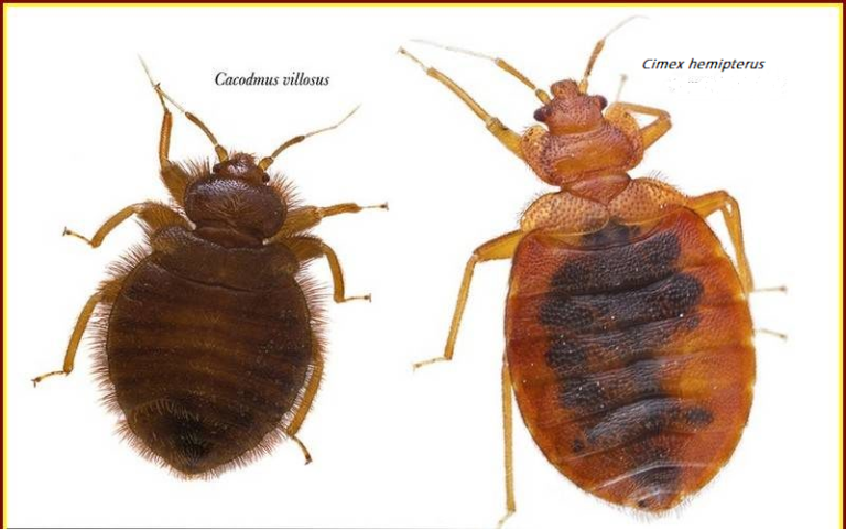 BED BUGS PICTURES - WHAT DO BED BUGS LOOK LIKE - CONTROL BED BUG